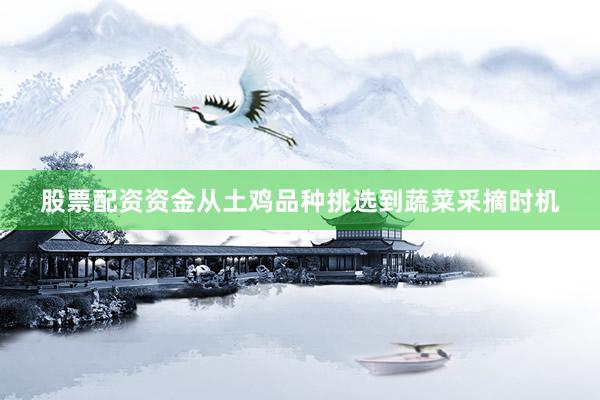 股票配资资金从土鸡品种挑选到蔬菜采摘时机
