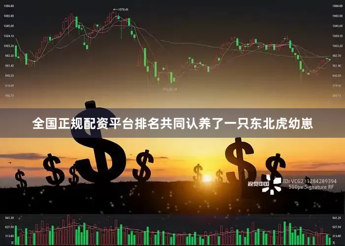 全国正规配资平台排名共同认养了一只东北虎幼崽
